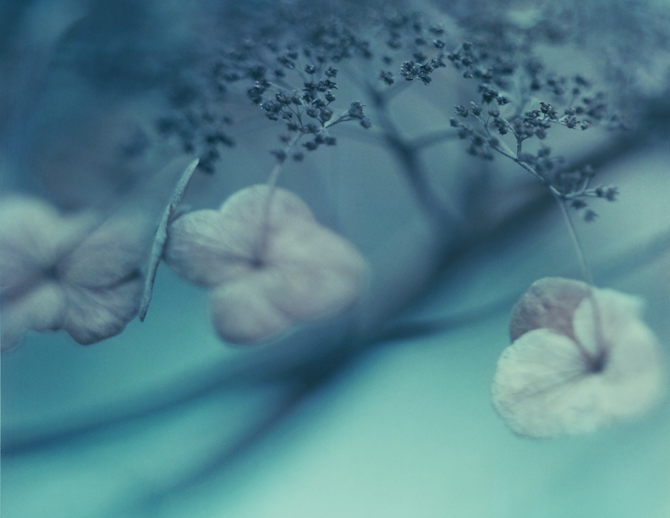 Monets have i en moderne fortolkning - Susanne Holtedahl